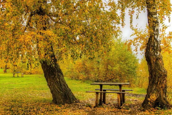 Jesienny dzień, park, drzewa stoliki żółte liście na ziemi
