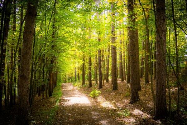 Sentier illuminé par les rayons du soleil