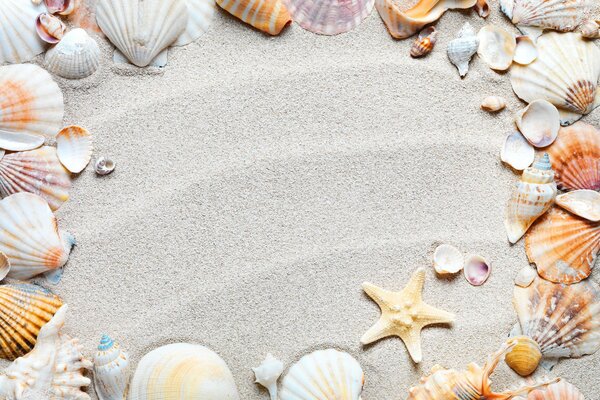 Shell frame on the sand