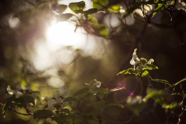 I raggi del sole filtrano attraverso i rami degli alberi