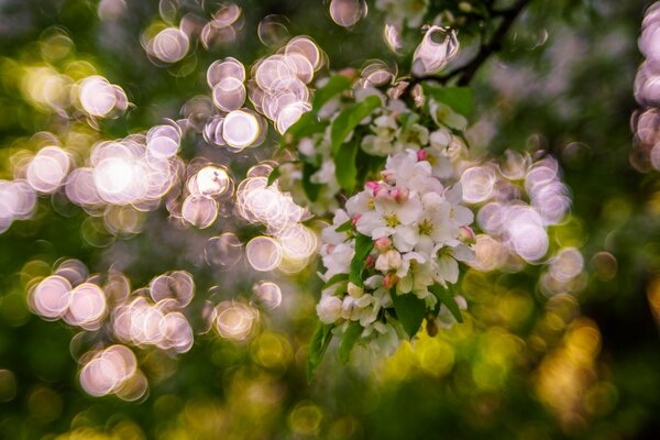 Blühender Garten im Frühling