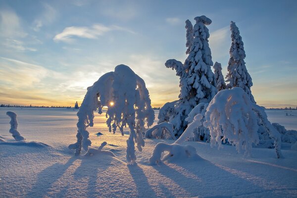 Frostiger Tag. Schneekappen auf Bäumen