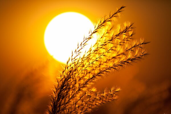 Ein Strauß Getreide in der hellen Sonne