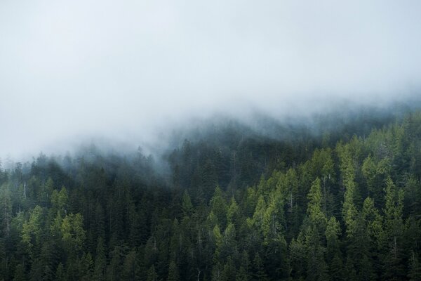 The fog over the forest is covered with a white veil