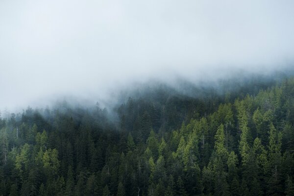 Un voile blanc est recouvert de brouillard au-dessus de la forêt