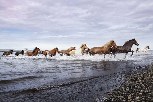 Un branco di cavalli corre fuori dall acqua