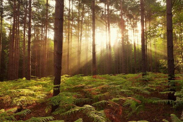 A fern in a summer forest