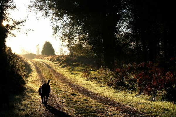 A dog runs down the road from the forest