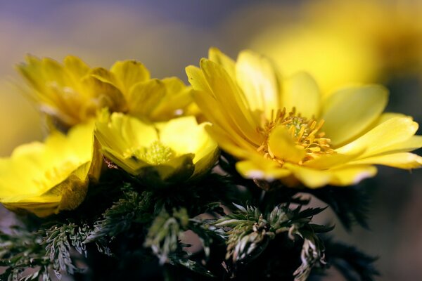 Belles fleurs jaunes au soleil