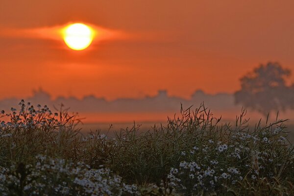 Blühendes Feld bei Sonnenuntergang