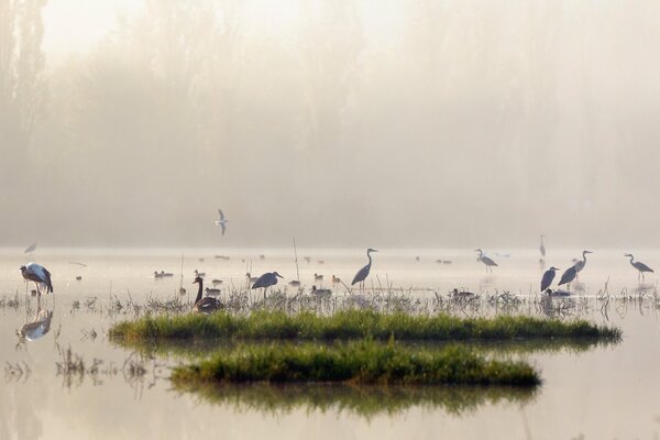 Oiseaux sur le lac dans le brouillard