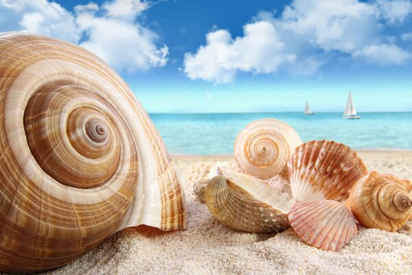 Muscheln am Meer. Wolken über dem Meer wie Segelboote