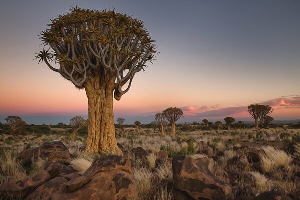 Paisaje de África con árboles y piedras