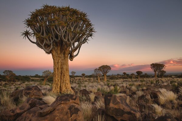 Paesaggio Dell Africa con alberi e pietre