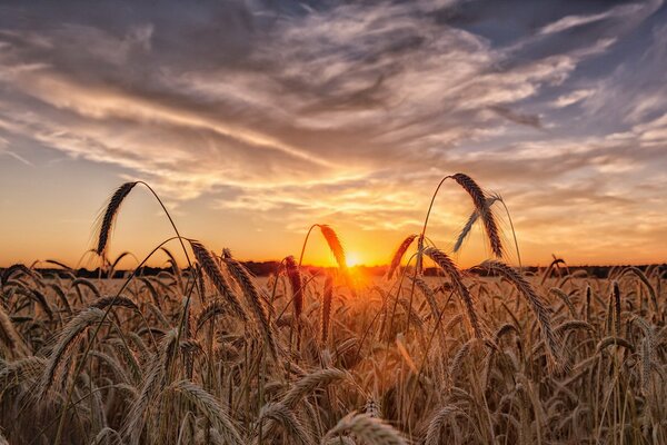 Las espigas al atardecer son como saltamontes