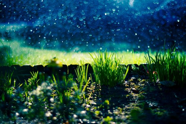 Verdure juteuse avec un ciel sombre