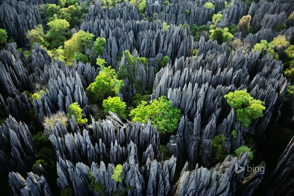 Madagaskar, Park Narodowy drzew