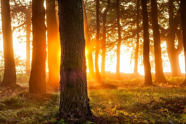 Beautiful forest. Nature and trees