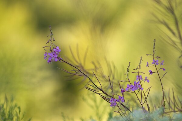 Purple flowers on the field