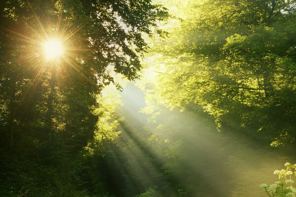 Les rayons du soleil à travers les arbres