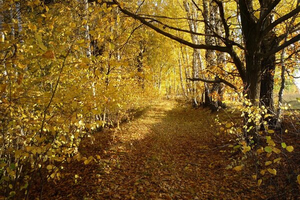 Autumn road in the thicket of trees