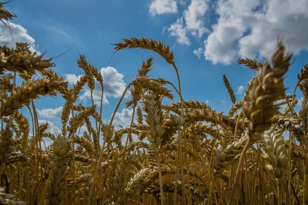 На поле колышатся колосья пшеницы