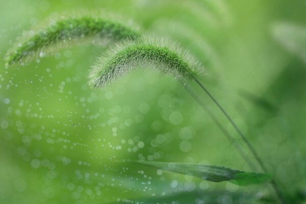 Green grass in processing in the photo