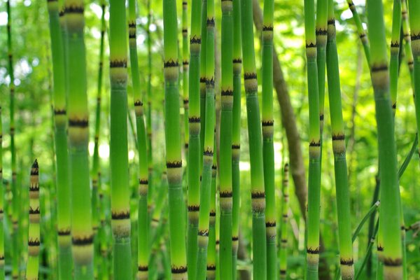 Steli di bambù succulenti verdi luminosi