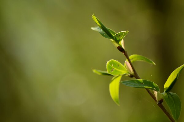 Spring leaves blooming in spring