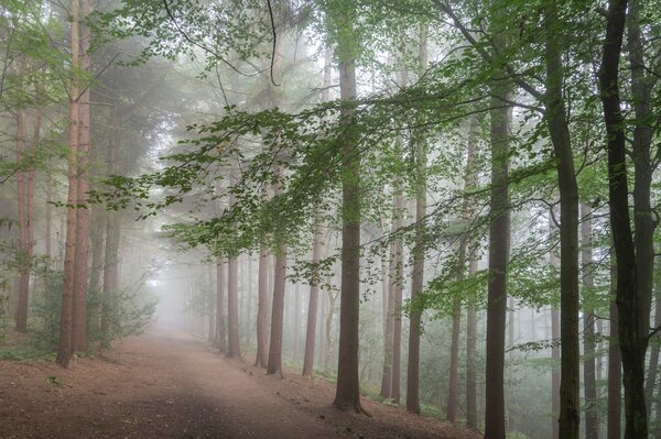 Dans la brume brumeuse, la forêt se dresse