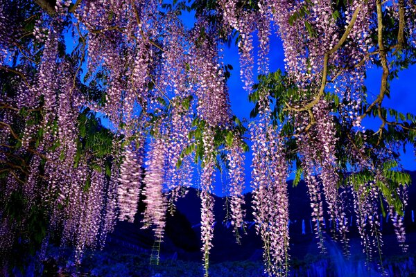 Grappes de glycines roses dans la nuit