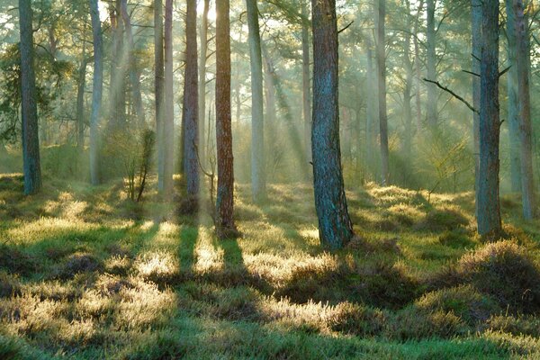 Journée ensoleillée d été dans la forêt