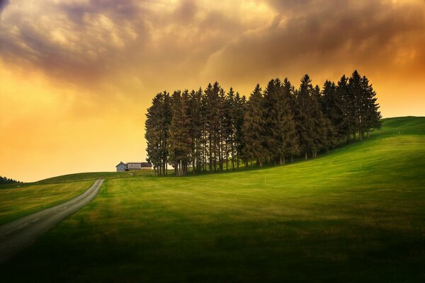 Ein grünes Feld , eine Insel von Bäumen