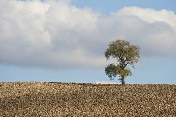 Árbol solitario entre las piedras