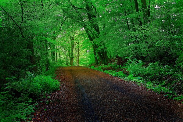 The road through the green forest