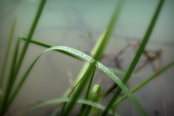 Morgentautropfen auf dem Gras