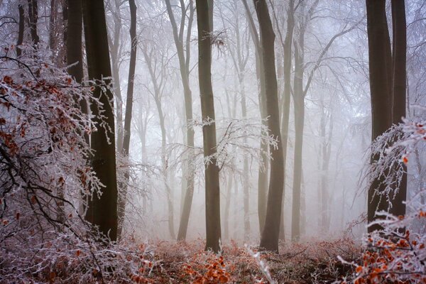Nebbia fredda invernale della foresta