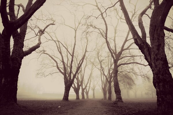 Árboles desnudos en el parque de la niebla