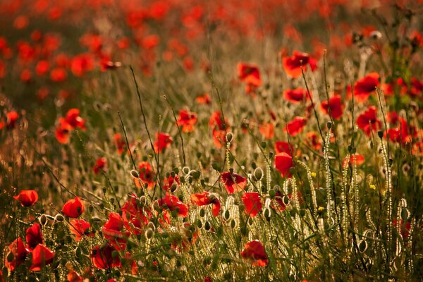 Campo lleno de amapolas rojas