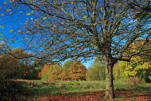 Baum ohne Blätter im Herbstpark