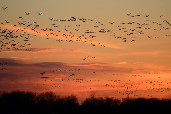 Vögel fliegen bei Sonnenuntergang in den Himmel