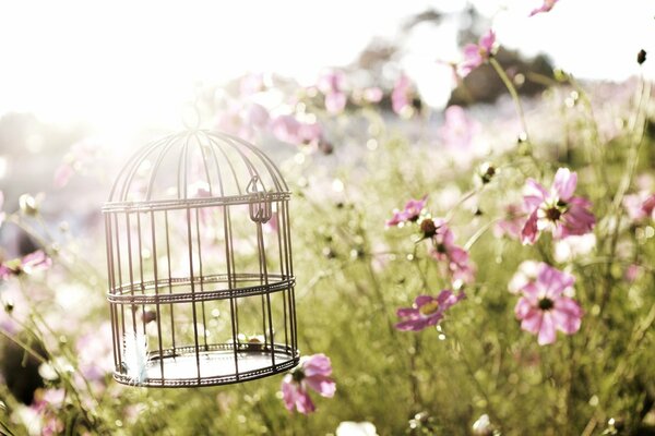 Vogelkäfig unter Frühlingsblumen