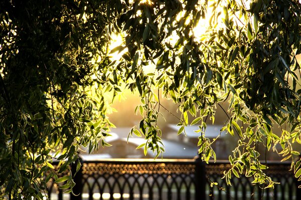 Goldene Blätter bei abendlichem Sonnenuntergang