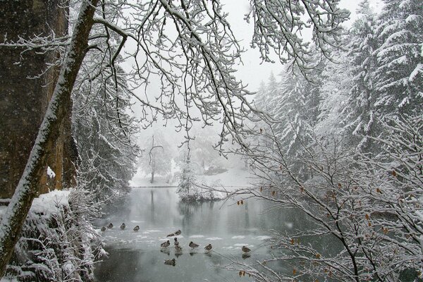 Anatre in inverno su uno stagno nella foresta invernale