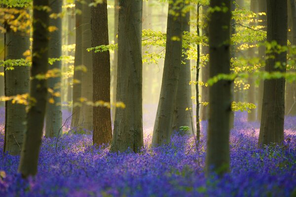 Forêt de fleurs de printemps