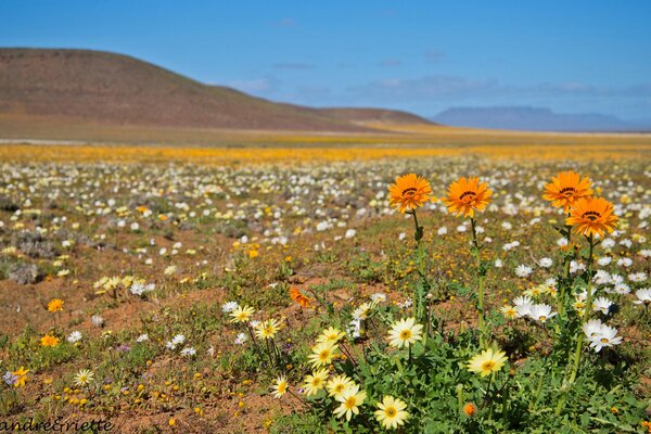 Flowers in a meadow in the mountains