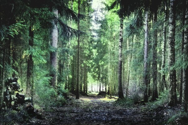 Malerische Straße im Wald im Sommer