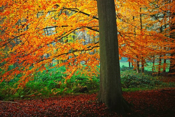 In autumn, the leaves on the trees turn yellow and fall off