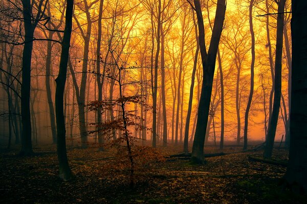 Evening time in the autumn forest