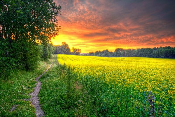 Champ avec des fleurs jaunes au coucher du soleil